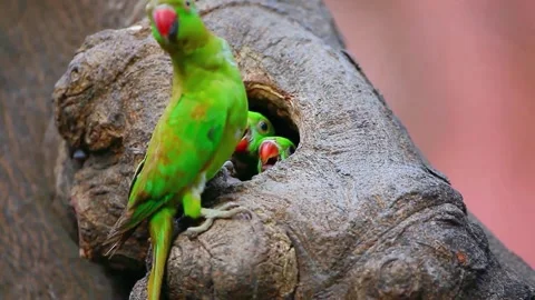 Parakeet Stock Footage 283772427