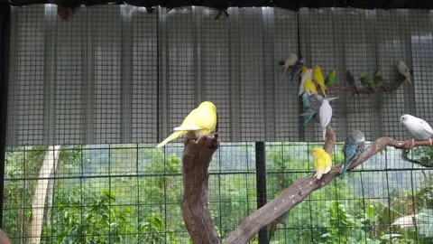 Parakeet Stock Footage 300253597