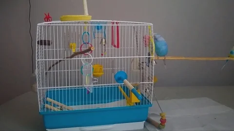 Parakeet getting to its cage because it's feeling it's in danger 스톡 동영상 91421366