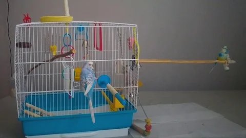 Parakeet getting out of its cage and saying hi to its artificial friend. Video stock 91421297