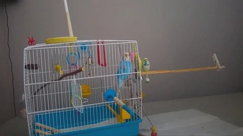 Parakeet getting out of its cage almost failing and closing itself in 스톡 동영상 91422821