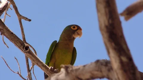 Parakeet hanging On A Branch Stock Footage 107609167