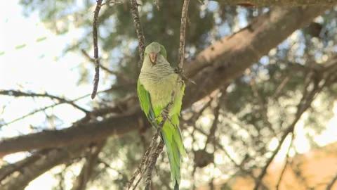 Parakeet hanging on a twig Stock Footage 262085182