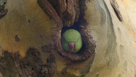 Parakeet looking out of Tree Hole and climbing out Stock Footage 152660792