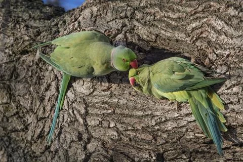 Parakeet lovers Stock Photos
