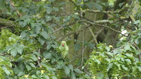A parakeet munching on the leaves of a tree. Video stock 112951330
