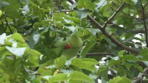 A parakeet munching on the leaves of a tree. Stock Footage 118292706
