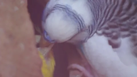 A Parakeet Opens Its Beak Before Stock Video Pond5