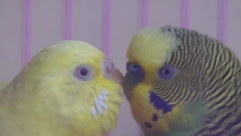 A Parakeet Opens Its Beak Before Stock Video Pond5
