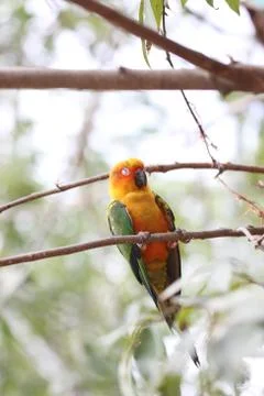 Parakeet or parrot is sleeping on tree branch. Stock Photos