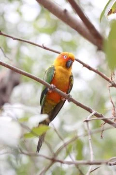 Parakeet or parrot is sleeping on tree branch. Stock Photos