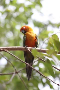 Parakeet or parrot is sleeping on tree branch. Stock Photos
