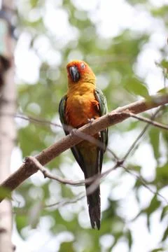 Parakeet or parrot is sleeping on tree branch. Stock Photos