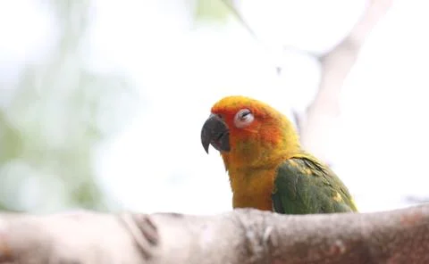 Parakeet or parrot is sleeping on tree branch. Stock Photos
