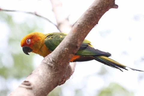 Parakeet or parrot is sleeping on tree branch. Stock Photos