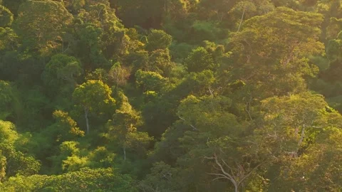 Parakeet Pair Flying Above Rainforest Canopy in Tambopata, Peru, Aerial Stock Footage 314325459
