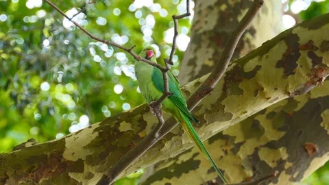Parakeet parrot on the branch. 스톡 동영상 80352511