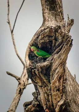 Parakeet Perched in Hollow Tree Trunk Stock Photos