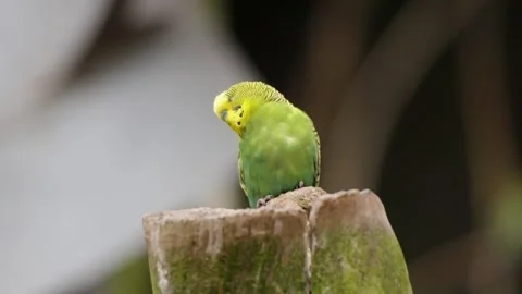 Parakeet Perching and Taking Flight from Tree Stump at Pairi Daiza Zoo Belgium Видео 338372231
