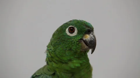 Parakeet - Periquito 库存影片 121689316