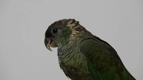 Parakeet - Periquito Stock Footage 121689680