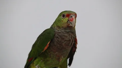 Parakeet - Periquito Stockbeeldmateriaal 121690088