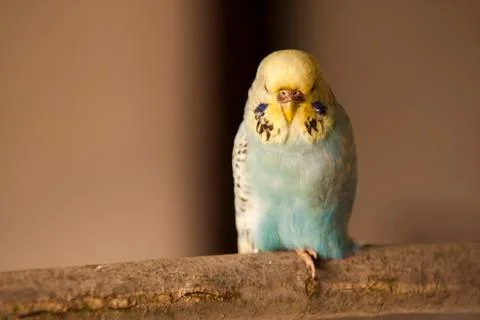 Parakeet Stock Photos