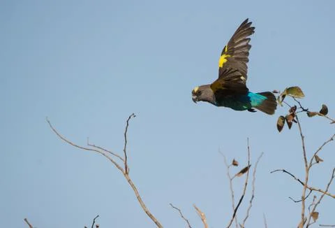 Parakeet Stock Photos