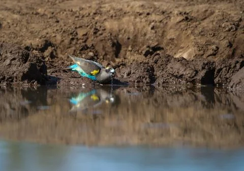 Parakeet Stock Photos