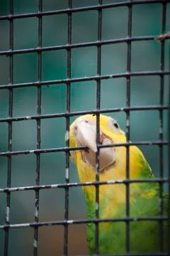 Parakeet Stock Photos