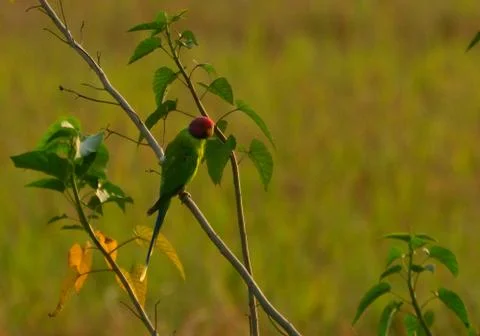 Parakeet Stock Photos