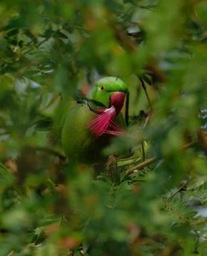 Parakeet Stock Photos