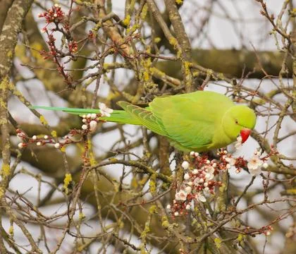 Parakeet Stock Photos