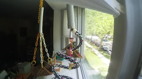 Parakeet placed on rope perch. 스톡 동영상 54308604