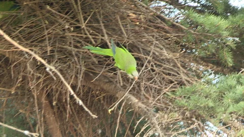 Parakeet preparing the nest 스톡 동영상 262085921
