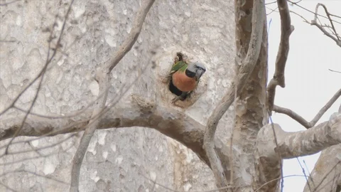 Parakeet, Red-breasted female MS at nest eyes camera 스톡 동영상 129286491