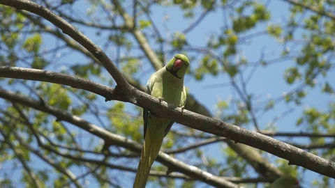 A parakeet sitting on a branch and looking down on the ground. 스톡 동영상 106831014