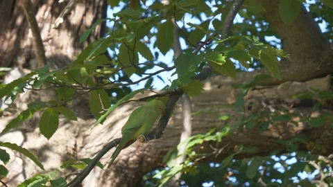 A parakeet sitting on the branch of a tree. Stock Footage 134913914