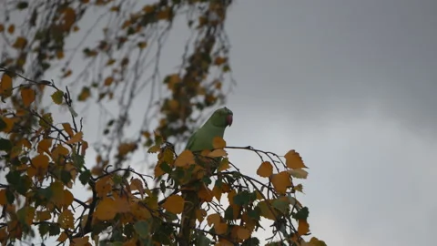 A parakeet sitting on a tree branch. Video stock 98188310