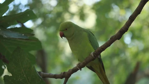 A parakeet standing on a tree branch. Stock Footage 162679918