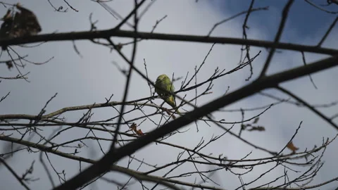 A parakeet standing on a tree branch in winter. Stockbeeldmateriaal 231623175