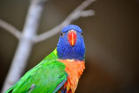Parakeet stares 写真素材