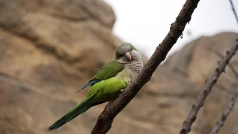 Parakeet staring Stock Footage 151651615