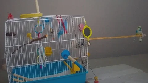 Parakeet swinging in its cage 库存影片 91422801