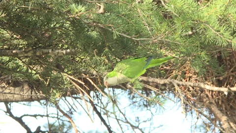 Parakeet taking a twig for the nest 库存影片 262086050