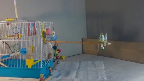 Parakeet talking to itself in a mirror. Video stock 91421185