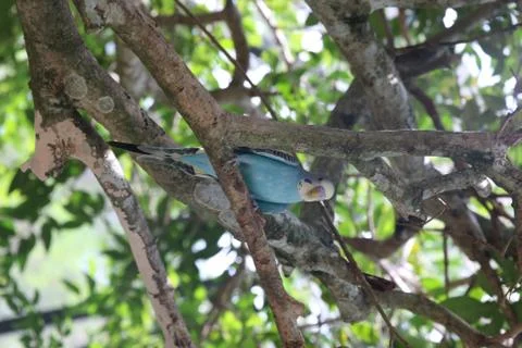 A parakeet in a tree Stock Photos