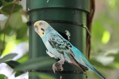 A parakeet in a tree Stock Photos