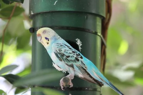 A parakeet in a tree Stock Photos