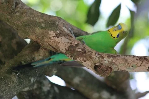 A parakeet in a tree Stock Photos